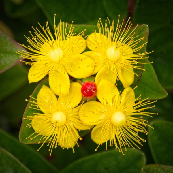 24S09508 Hypericum miracle attraction small.jpg