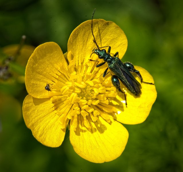 24T00510Swollen thighed beetle small.jpg