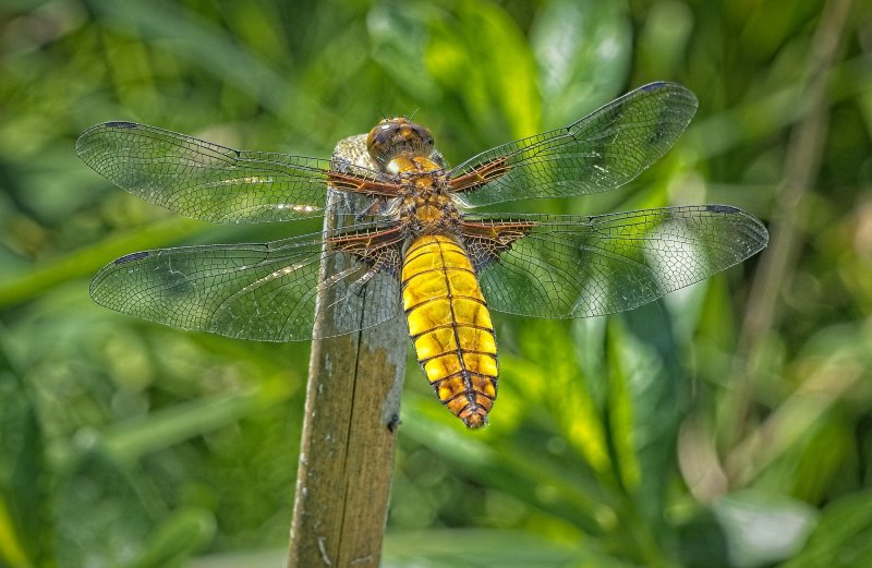 24T00512Broad bodied chaser libellula depressa small.jpg