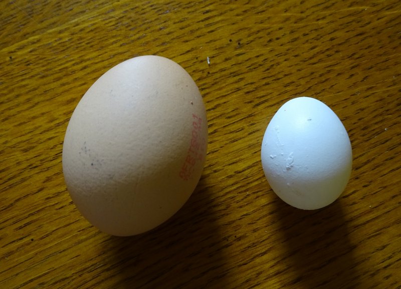 250828 small egg.JPG
