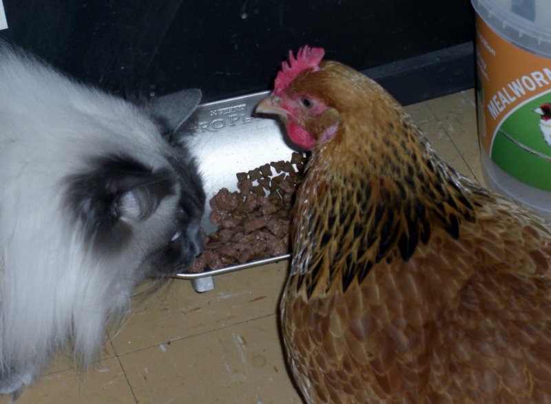 26 Feb 12 033 (1024x752).jpg