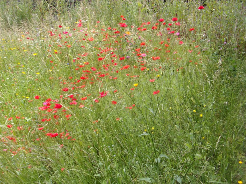 26 July 2022_0001.JPG