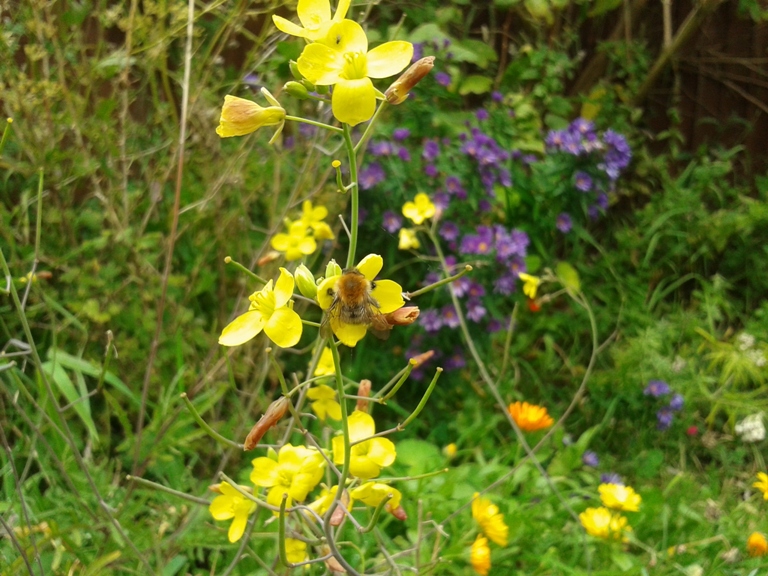 27-09-2012garden (1).jpg