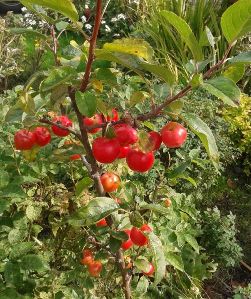 27-09-2012garden (2).jpg