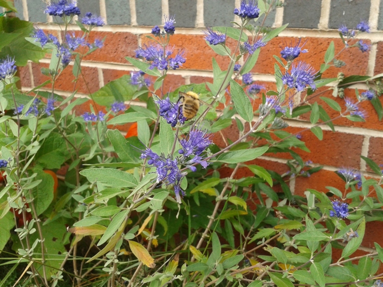 27-09-2012garden (4).jpg