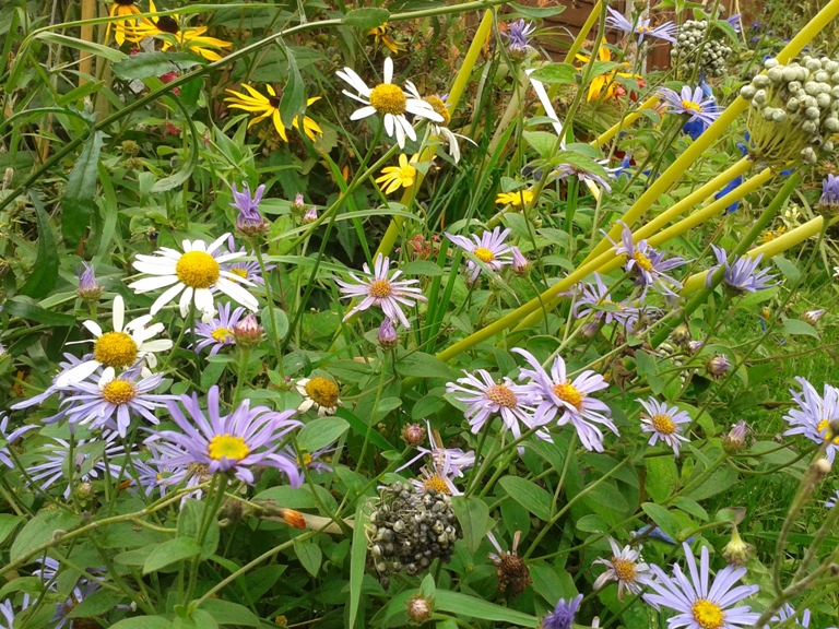 27-09-2012garden (5).jpg