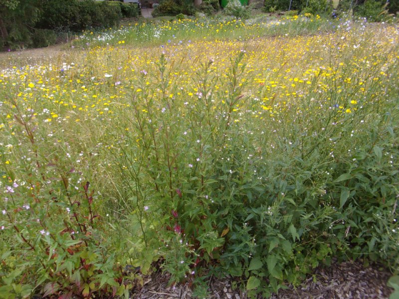 27 July 2022_0004.JPG