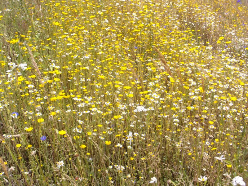 3 July 2022_0004.JPG