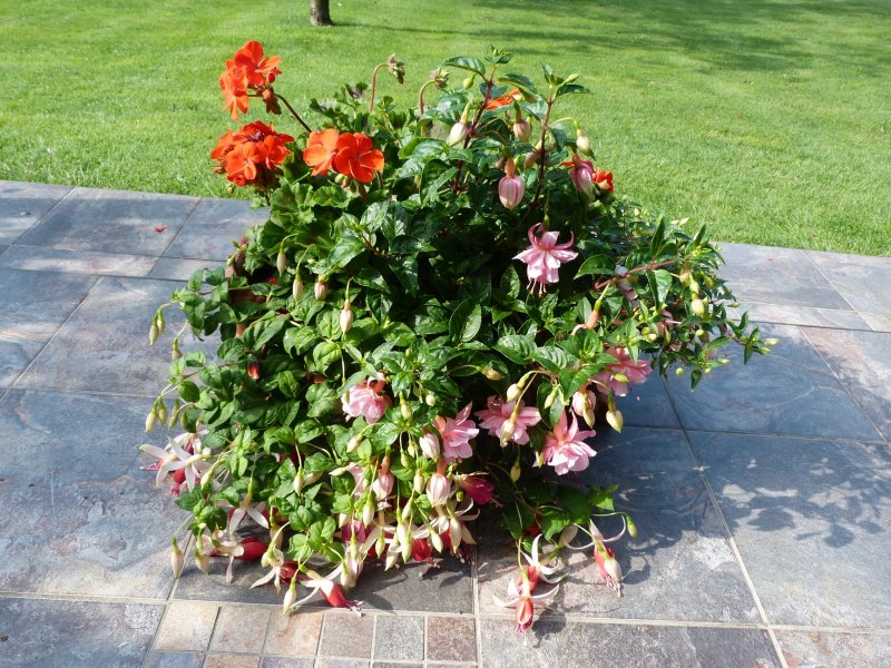 3 Troughs today  6 August 2012 005.JPG