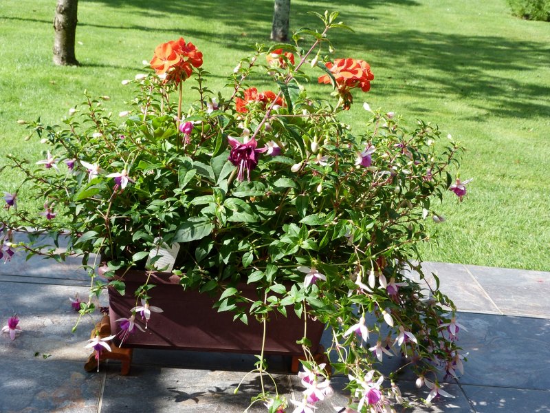 3 Troughs today  6 August 2012 006.JPG