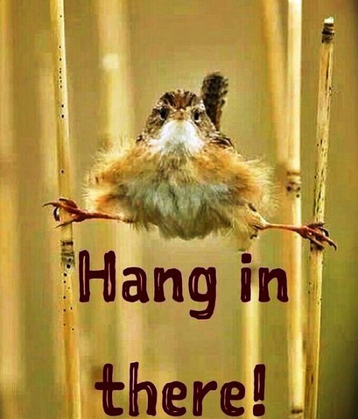 301265-It-s-Only-Wednesday...hang-In-There-.jpg
