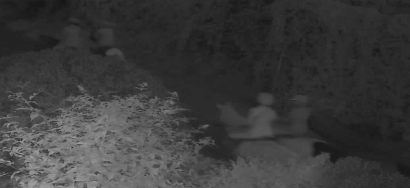 4 Dark Horses - Copy.jpg