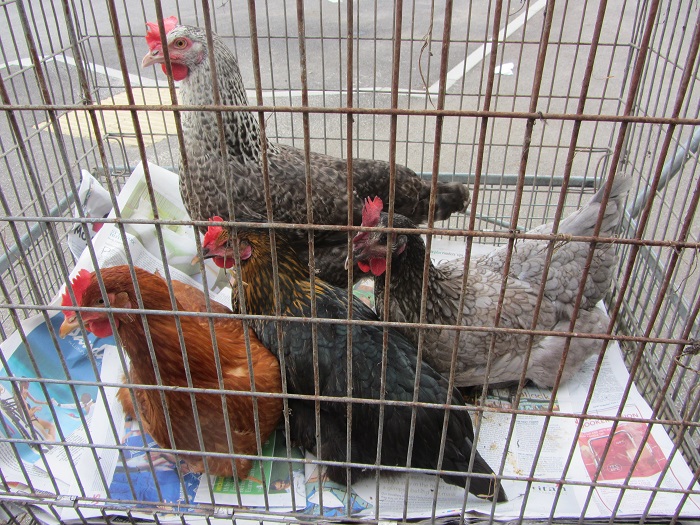 4newhens.jpg