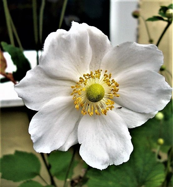 5 Anemone jap.jpg