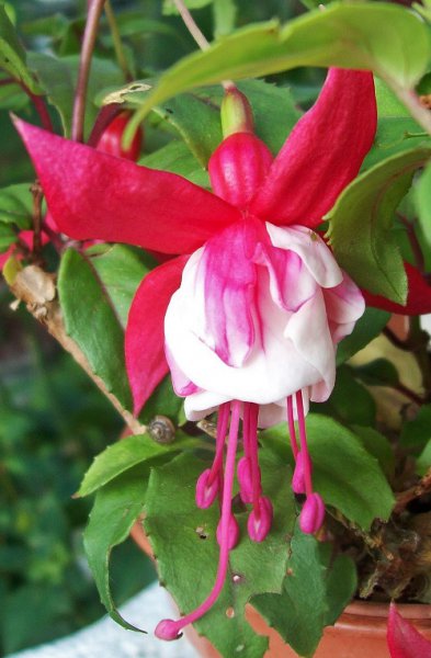 55 Strawberry Delight.jpg