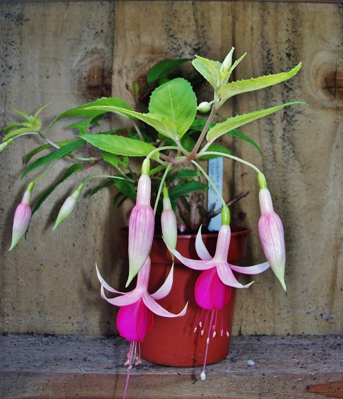 57 Waveney Sunrise.jpg