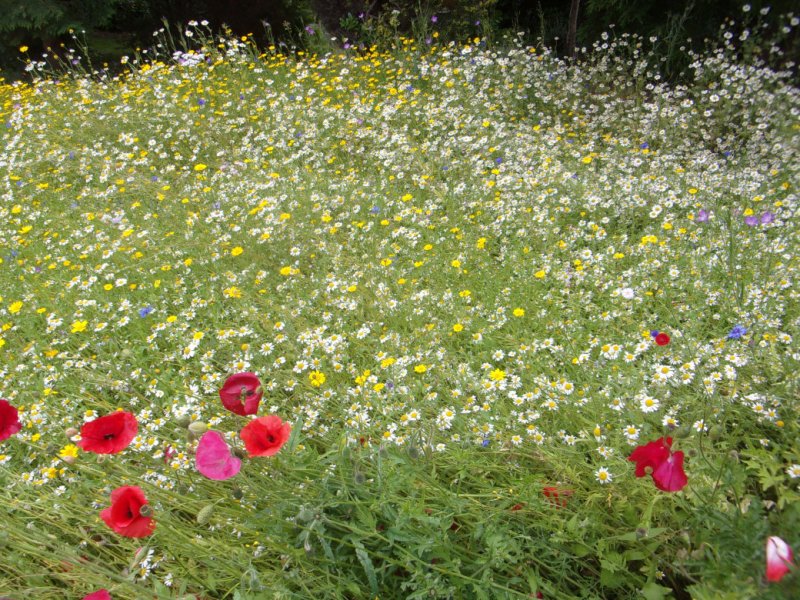 6 July 2021_0005.JPG