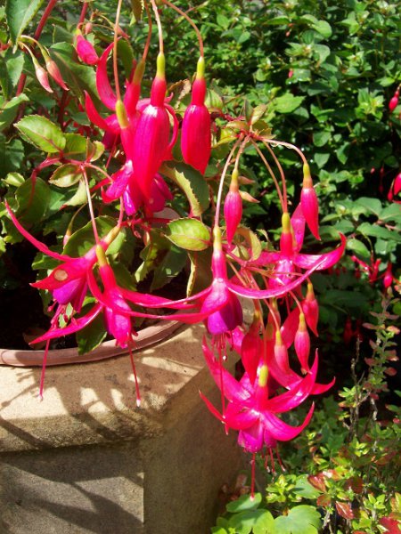 64a Moonlight Sonata.jpg