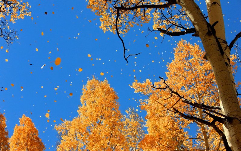 6948074-autumn-sky-wallpaper.jpg