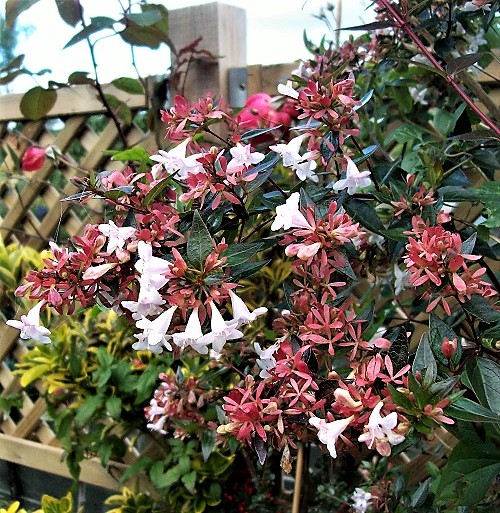 6a Abelia.jpg