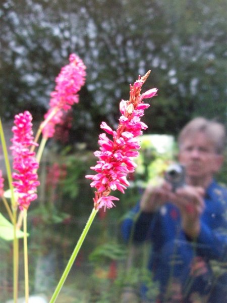 6a Reflection and Persicaria amplexicaulis.jpg