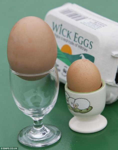 6oz egg.jpg