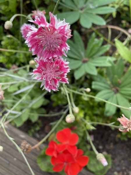 7ED2E363-DB1C-4644-9664-384CBE2FCE48_1_105_c copy.jpg