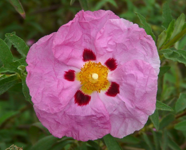 800px-Cistus_purpureus.jpg