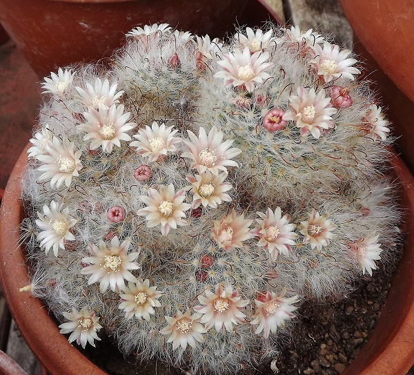 9 Mammillaria bocasana.jpg