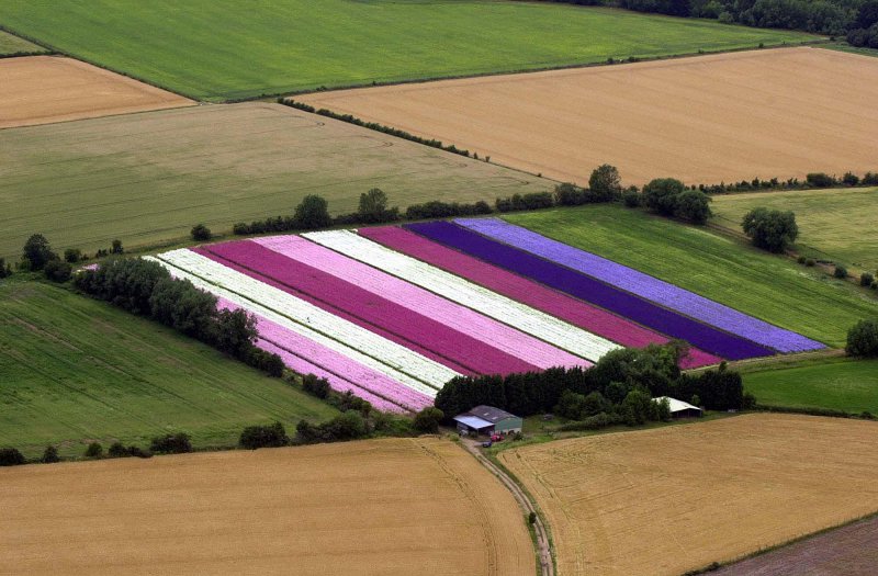 ___ Confetti Co's Delphinium Flower Fields at Wick, Worcestershire 2013.jpg