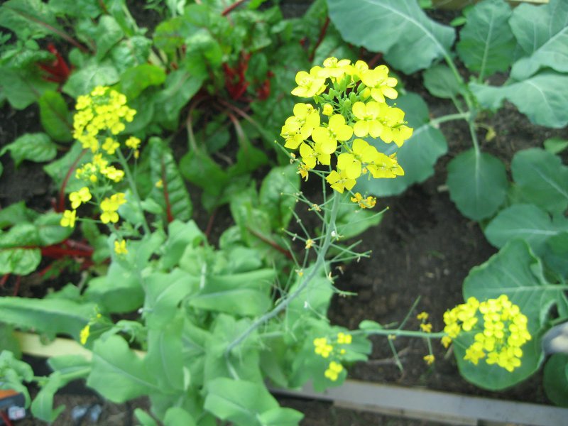 ___ the flowers_ They will cause you to fear that it's too late.jpg