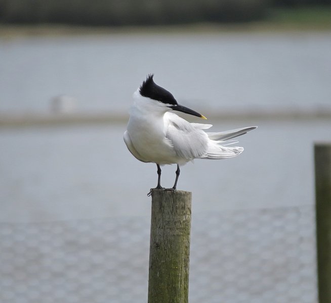 _SANDWICH TERN 1.jpg