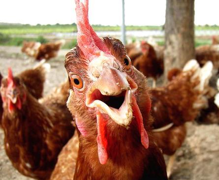 A-Funny-Looking-Rooster-Chicken.jpg