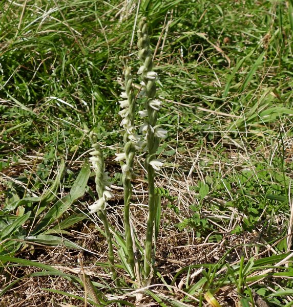 AAutumn Lady's Tresses.JPG