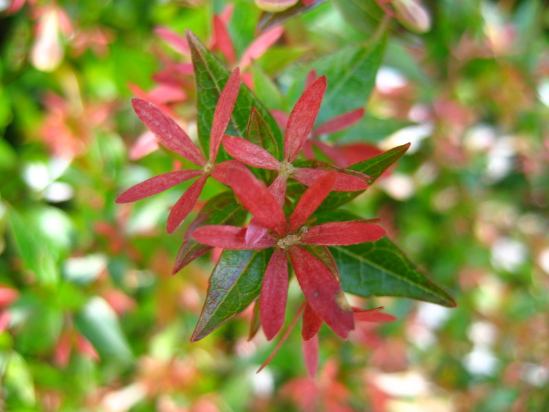 ABELIA  GRANDIFLORA  COMPACTA 18-09-2008 15-51-33.JPG