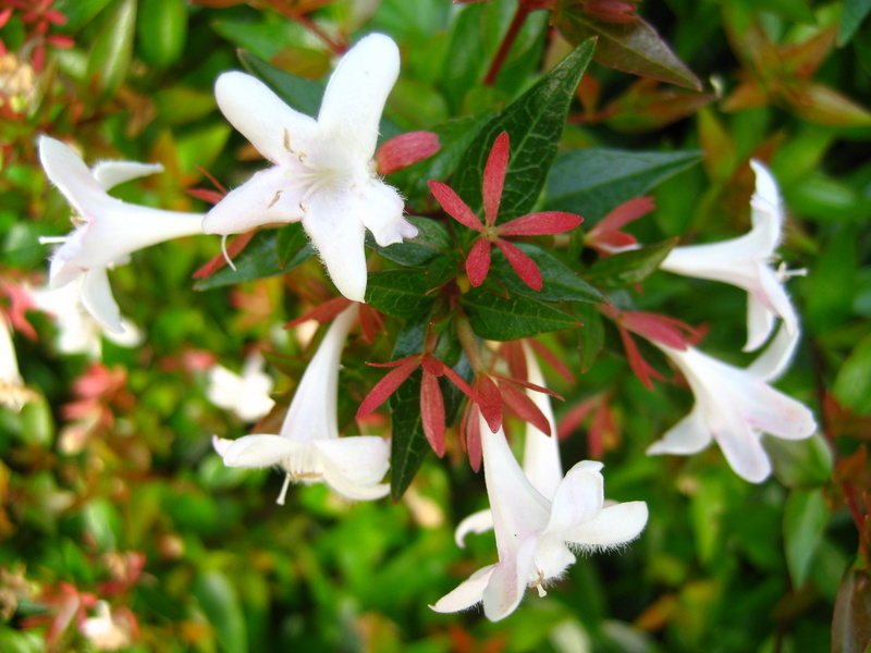 ABELIA  GRANDIFLORA  COMPACTA 18-09-2008 15-52-52.JPG