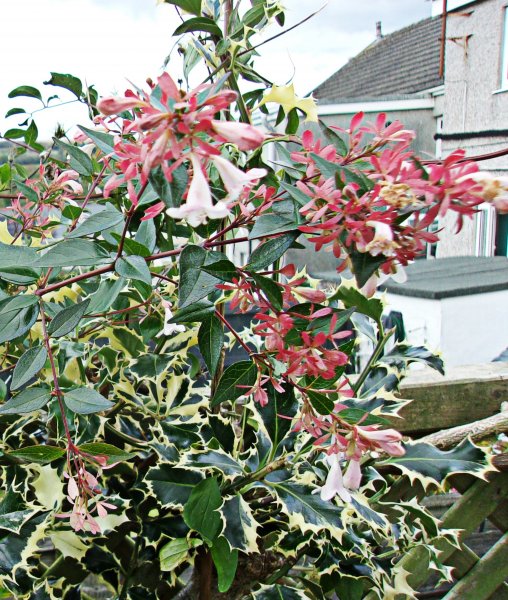 Abelia.jpg