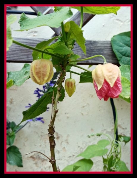 Abutilon 10 Apr 21.jpg
