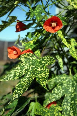 Abutilon 2.jpg