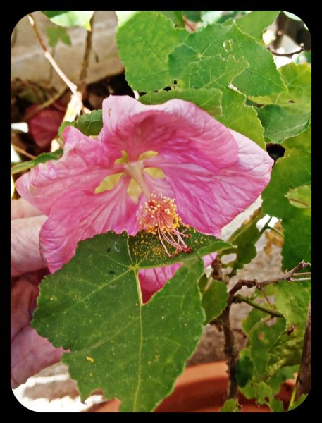 Abutilon 20 Jan 22.jpg