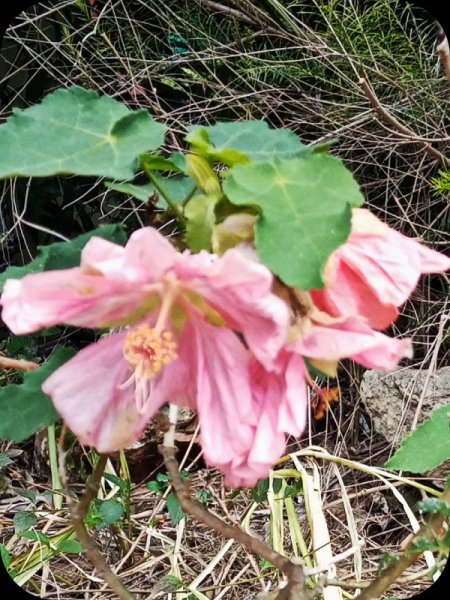 Abutilon 21 Apr 21.jpg