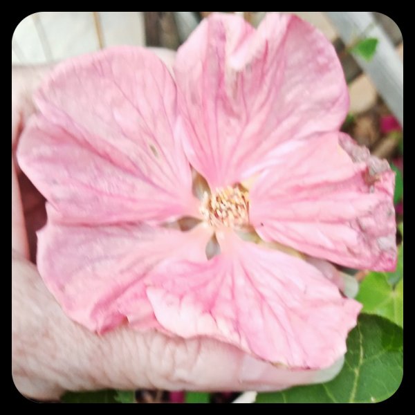 Abutilon 21 Apr 22.jpg