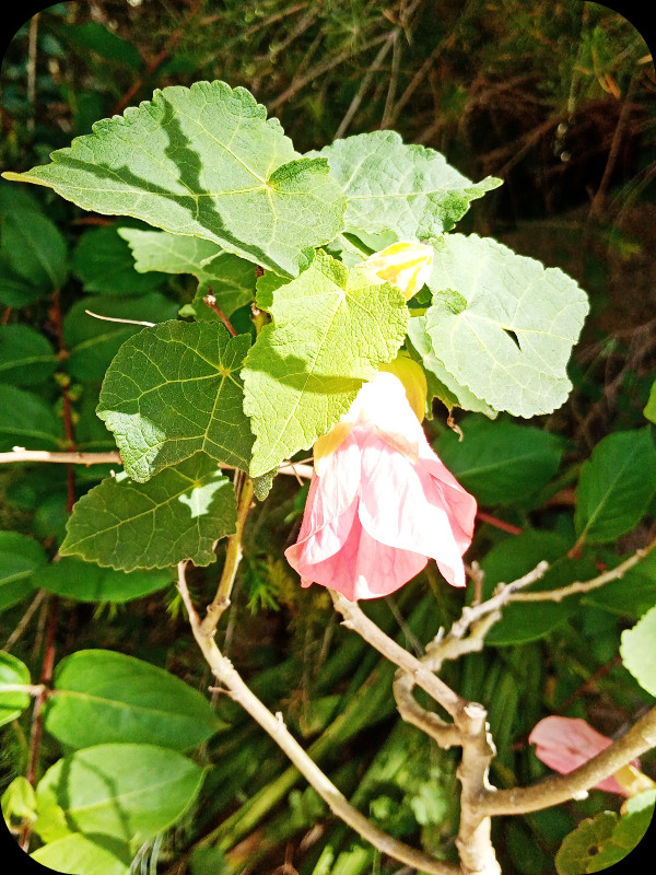 Abutilon 219 Apr 24.jpg