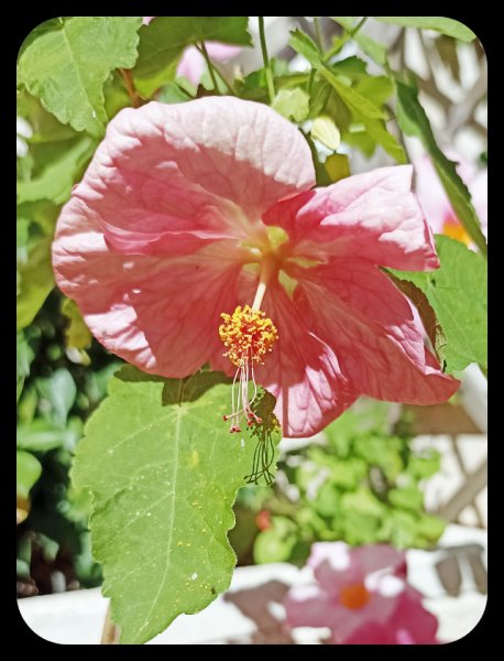 Abutilon 6 Oct 21.jpg