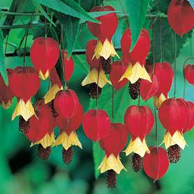 Abutilon.jpg