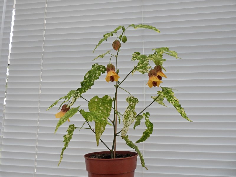Abutilon mega.jpg