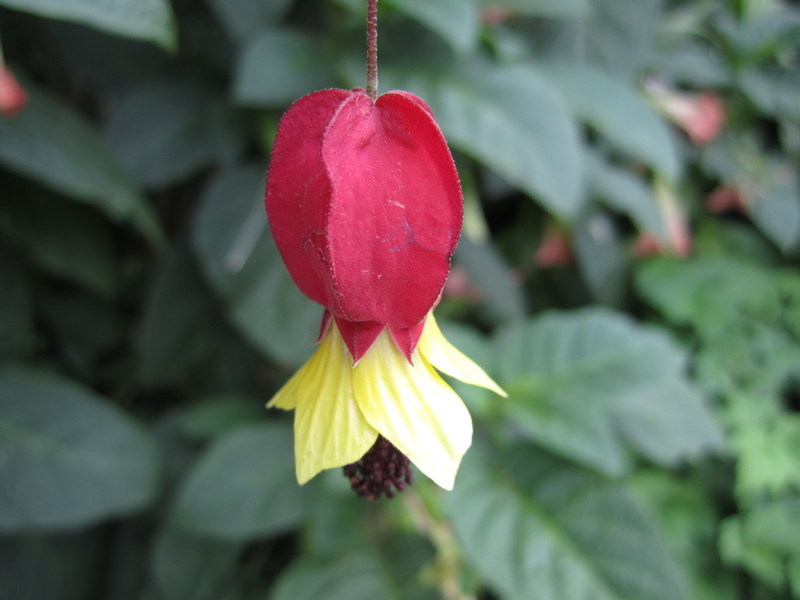 ABUTILON  MEGAPOTAMICUM 25-12-2013 17-34-36.JPG
