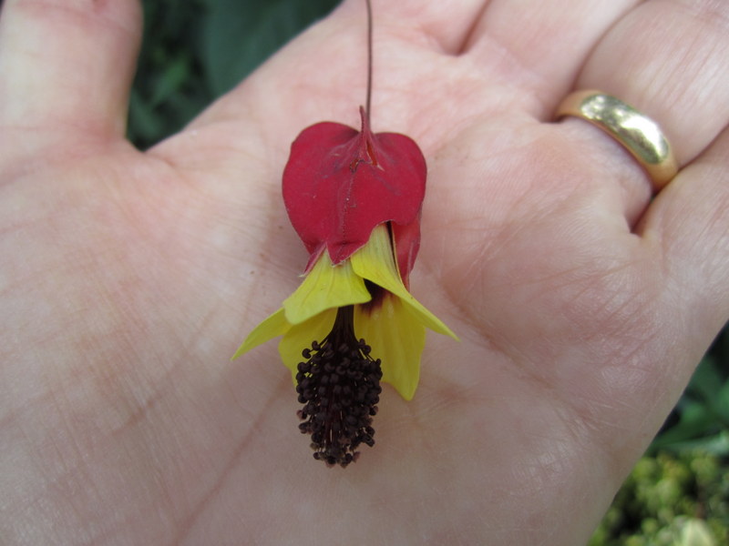 ABUTILON  MEGAPOTAMICUM 25-12-2013 17-34-50.JPG