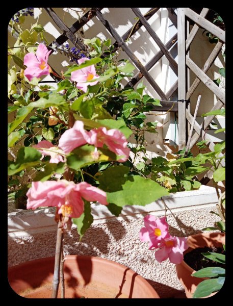 Abutilon1 25 Oct 21.jpg