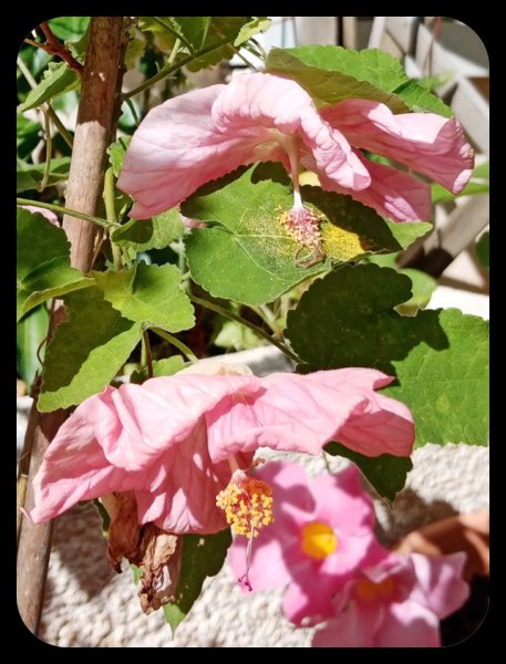 Abutilon2 25 Oct 21.jpg